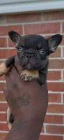 Copper, a male French Bulldog for sale in Toledo, OH – 5 of 7