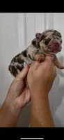 Loona , a female French Bulldog for sale in Toledo, OH – 3 of 4
