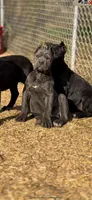 Jazz, a female Cane Corso for sale in Toledo, OH – Photo 2 of 5