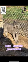 Jazz, a female Cane Corso for sale in Toledo, OH – Photo 1 of 5