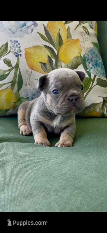 Chase – French Bulldog puppy for sale in Toledo, OH