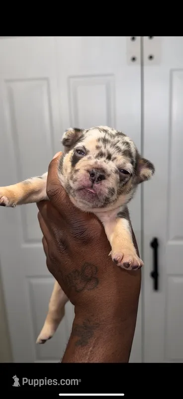 Loona  – French Bulldog puppy for sale in Toledo, OH