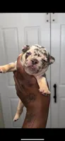Loona , a female French Bulldog for sale in Toledo, OH – 5 of 9
