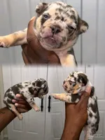 Loona , a female French Bulldog for sale in Toledo, OH – 8 of 9