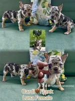 Loona , a female French Bulldog for sale in Toledo, OH – 4 of 9