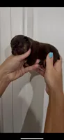 Cooper, a male French Bulldog for sale in Toledo, OH – 3 of 4