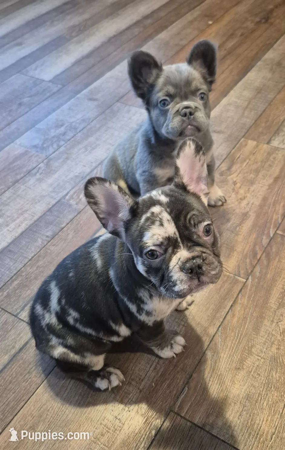 Harley, a female French Bulldog for sale in Toledo, OH – Photo 4 of 5