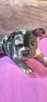 Harley, a female French Bulldog for sale in Toledo, OH – Photo 5 of 5