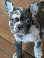 Harley, a female French Bulldog for sale in Toledo, OH – Photo 2 of 5