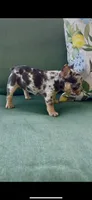 Loona , a female French Bulldog for sale in Toledo, OH – 3 of 9