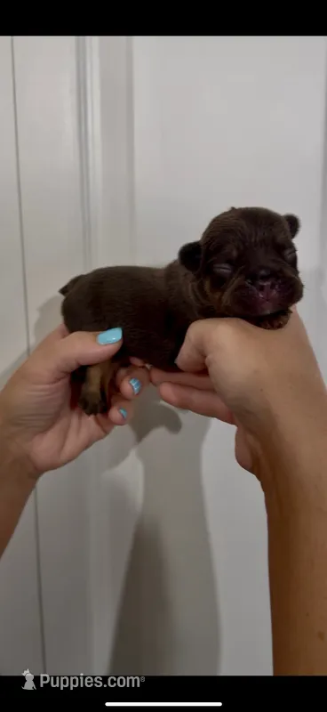 Cooper – French Bulldog puppy for sale in Toledo, OH