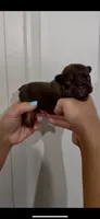 Cooper, a male French Bulldog for sale in Toledo, OH – 1 of 4