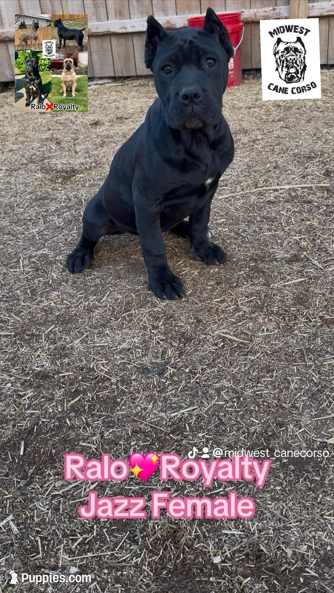 Eve, a female Cane Corso for sale in Toledo, OH – Photo 3 of 7