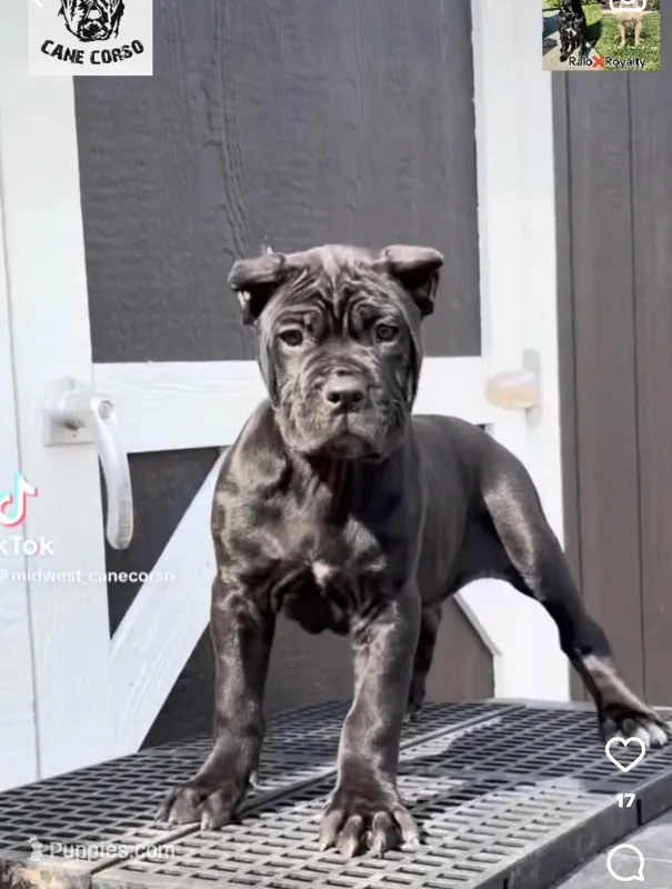 Eve – Cane Corso puppy for sale in Toledo, OH