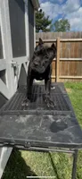 Eve, a female Cane Corso for sale in Toledo, OH – Photo 7 of 7