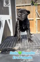 Eve, a female Cane Corso for sale in Toledo, OH – Photo 2 of 7