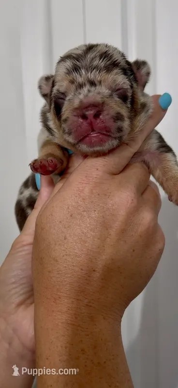 Loona  – French Bulldog puppy for sale in Toledo, OH
