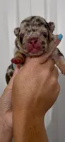 Loona , a female French Bulldog for sale in Toledo, OH – 1 of 4