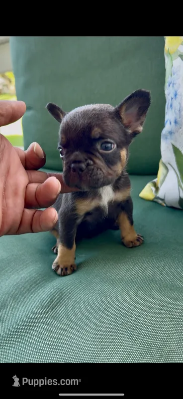 Copper – French Bulldog puppy for sale in Toledo, OH