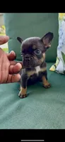 Copper, a male French Bulldog for sale in Toledo, OH – 1 of 7
