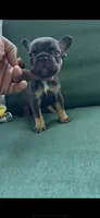 Copper, a male French Bulldog for sale in Toledo, OH – 7 of 7