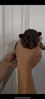 Cooper, a male French Bulldog for sale in Toledo, OH – 4 of 4
