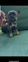 Copper, a male French Bulldog for sale in Toledo, OH – 4 of 7
