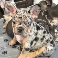 Cookie, a male French Bulldog for sale in Toledo, OH – Photo 6 of 9