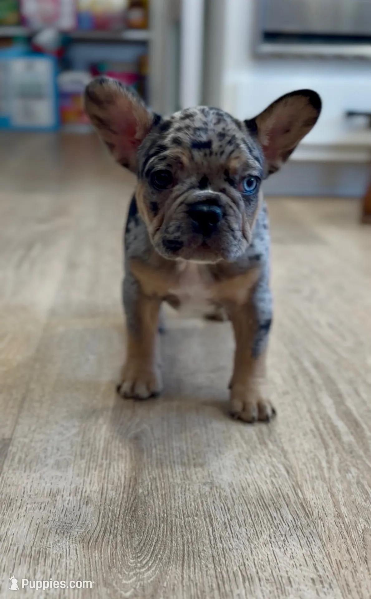Cookie, a male French Bulldog for sale in Toledo, OH – Photo 2 of 4