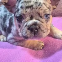 Cookie, a male French Bulldog for sale in Toledo, OH – Photo 9 of 9