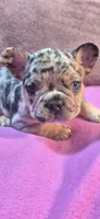 Cookie, a male French Bulldog for sale in Toledo, OH – Photo 4 of 4