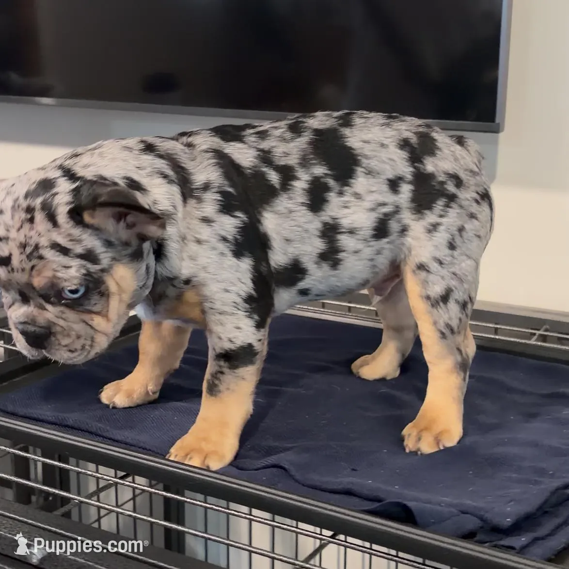 Cookie, a male French Bulldog for sale in Toledo, OH – Photo 5 of 9