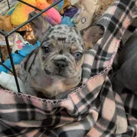 Cookie, a male French Bulldog for sale in Toledo, OH – Photo 8 of 9