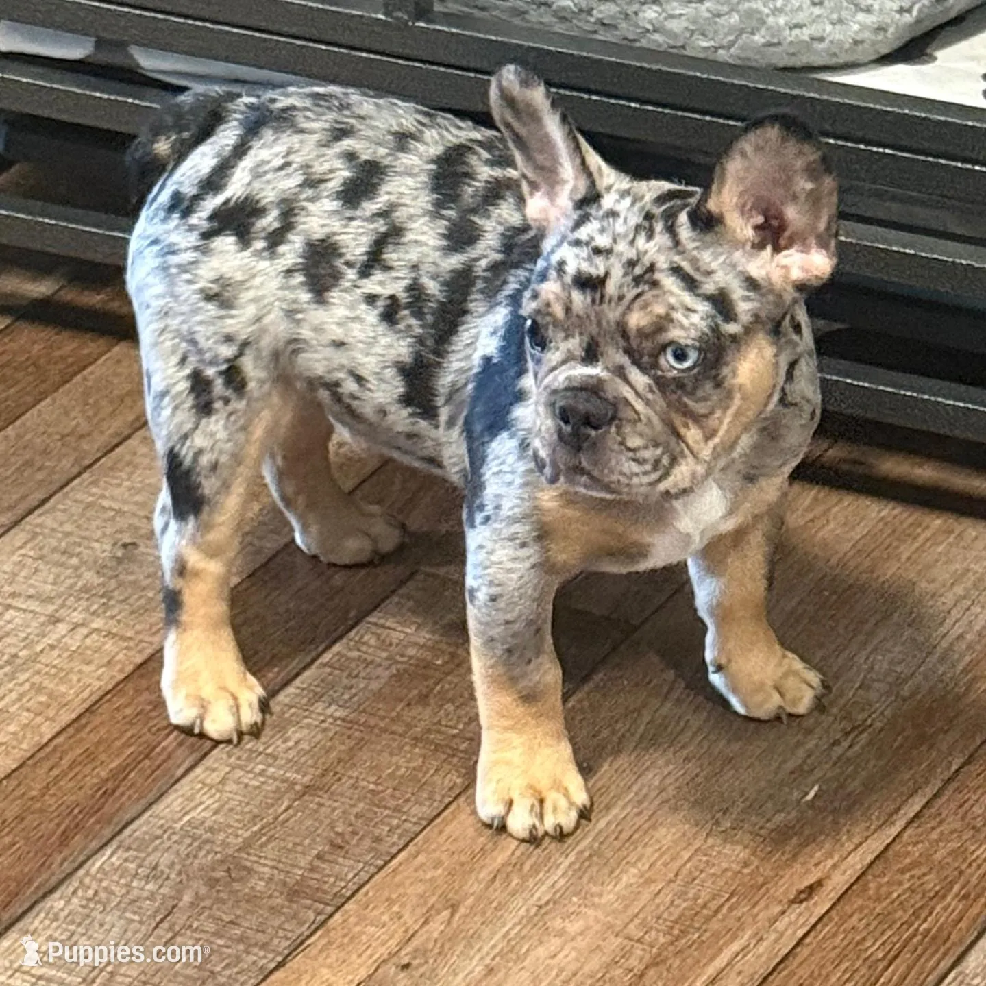 Cookie, a male French Bulldog for sale in Toledo, OH – Photo 3 of 9