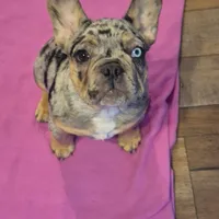 Cookie, a male French Bulldog for sale in Toledo, OH – Photo 4 of 9