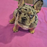 Cookie, a male French Bulldog for sale in Toledo, OH – Photo 1 of 9