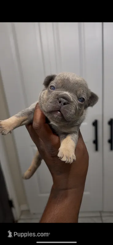 Chase – French Bulldog puppy for sale in Toledo, OH
