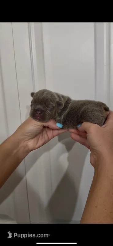 Chase – French Bulldog puppy for sale in Toledo, OH