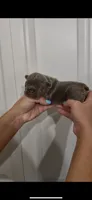 Chase, a male French Bulldog for sale in Toledo, OH – 1 of 4