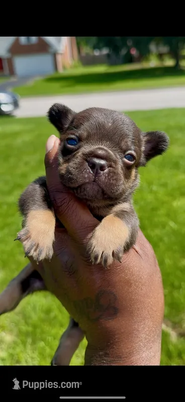 Cooper – French Bulldog puppy for sale in Toledo, OH