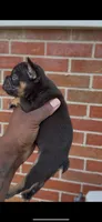 Copper, a male French Bulldog for sale in Toledo, OH – 6 of 7