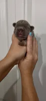 Chase, a male French Bulldog for sale in Toledo, OH – 3 of 4