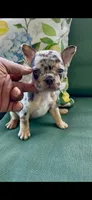 Loona , a female French Bulldog for sale in Toledo, OH – 2 of 9