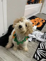 Eli, a male Maltipoo for sale in Houston, TX – 2 of 2