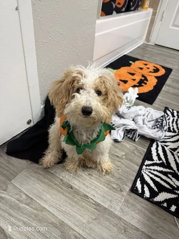 Eli – Maltipoo puppy for sale in Houston, TX
