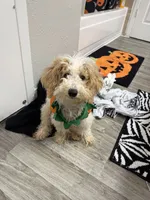 Eli, a male Maltipoo for sale in Houston, TX – 1 of 2
