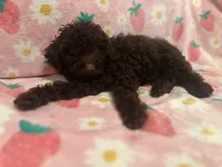 Nutella, a female Poodle - Toy  for sale in Berwyn, IL – 3 of 3