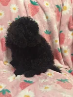 Onyx, a male Poodle - Toy  for sale in Berwyn, IL – 2 of 3