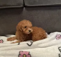 Caramel , a female Poodle - Toy  for sale in Berwyn, IL – 4 of 4