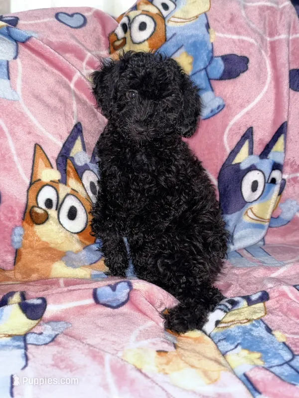 Chubby – Poodle - Toy  puppy for sale in Berwyn, IL